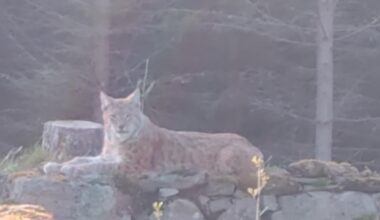 Saw a lynx today for the first time ever. Is that rare in Sweden?