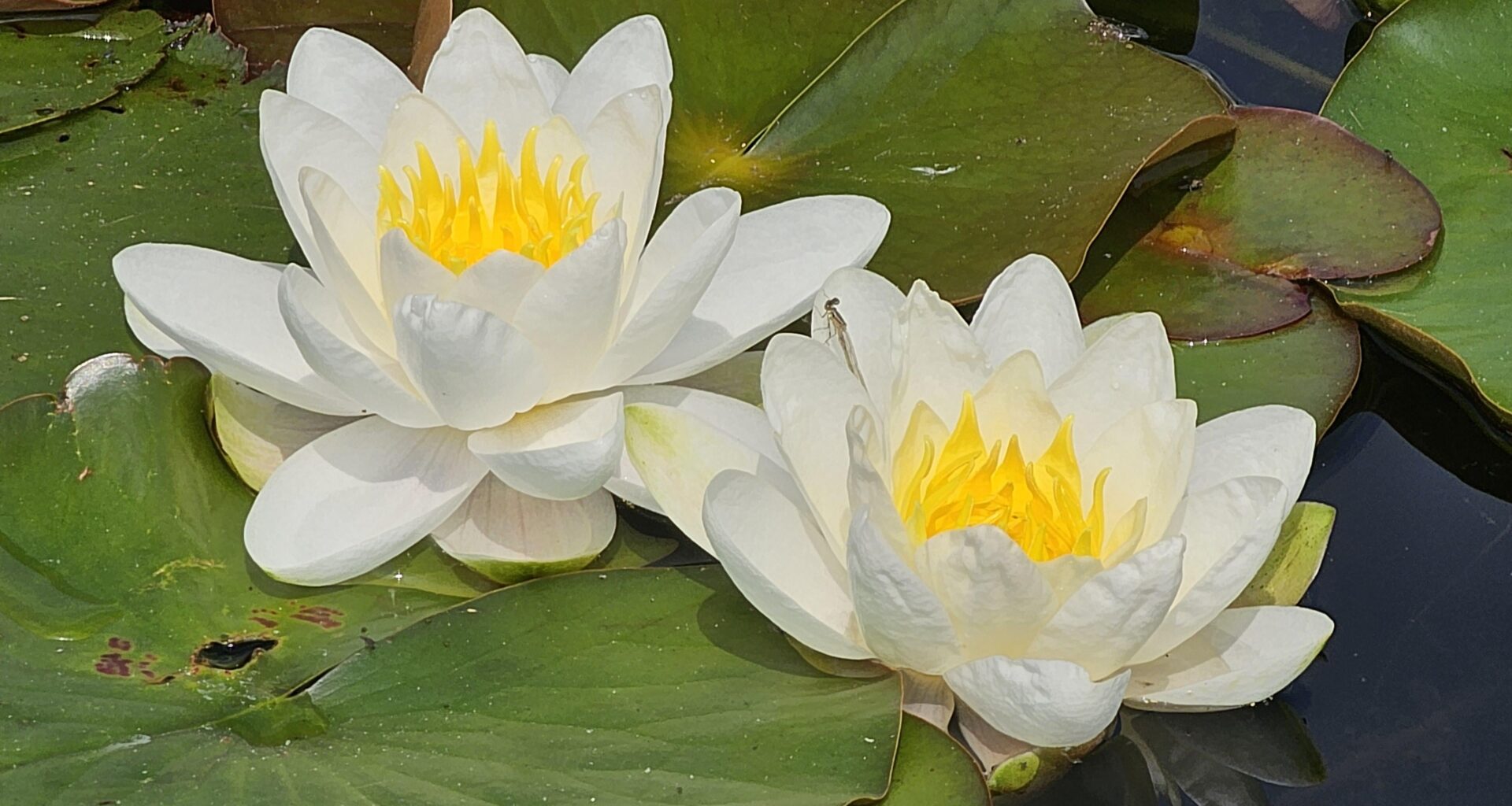 Schöne Pfingsten euch allen :)