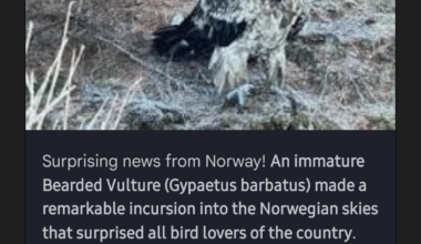 I think I just spotted a bearded vulture!