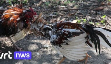 Man uit Hoeselt krijgt 1 maand cel voor verboden hanengevecht, sommige dieren droegen metalen sporen