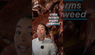 Crabs on cocaine | DW News