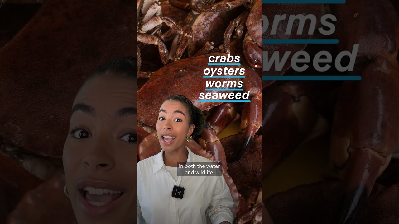 Crabs on cocaine | DW News