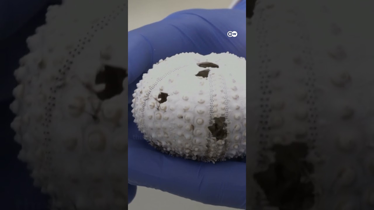 Sea urchin die-off imperils coral reefs | DW News