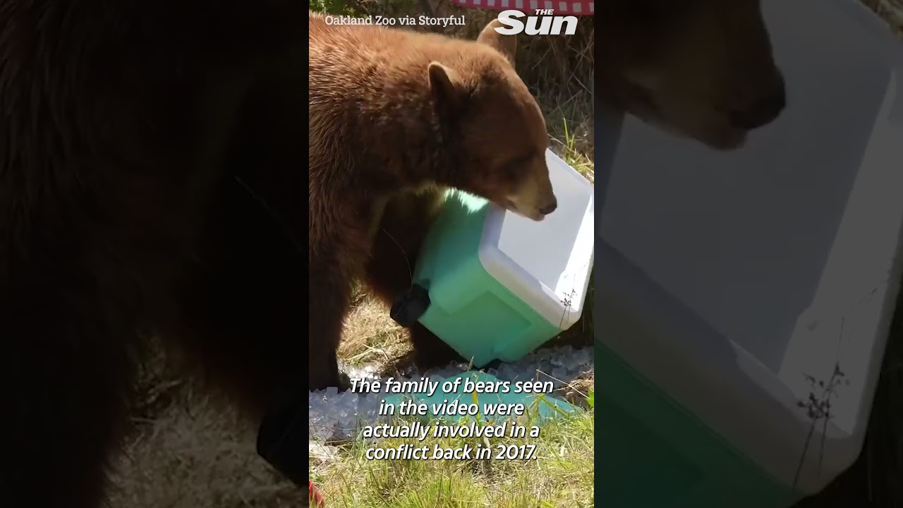 Moment bears destroy mock campsite