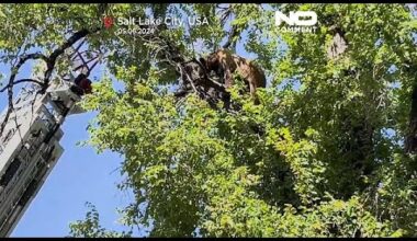 No Comment :  à Salt Lake City, un ours en plein centre ville