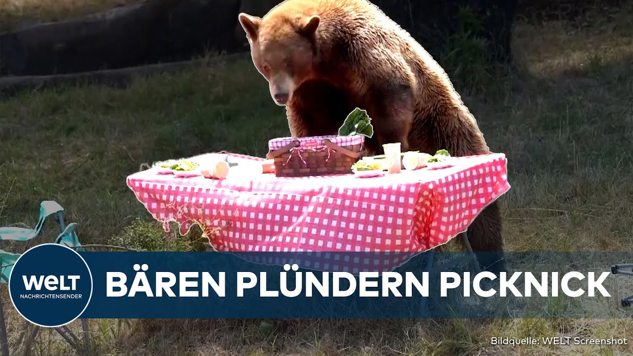 USA: Demonstration der Zerstörungswut! Bären rauben aufgestelltes Picknick in Kalifornien aus