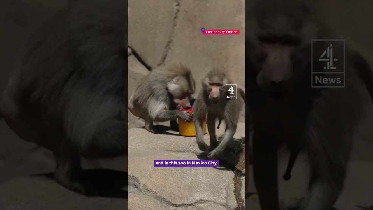 Mexican monkeys dying during heatwave