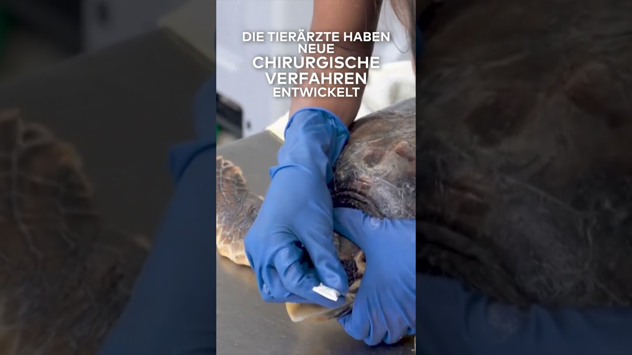 ITALIEN: Das Krankenhaus für verletzte Schildkröten und Seepferdchen I WELT #shorts