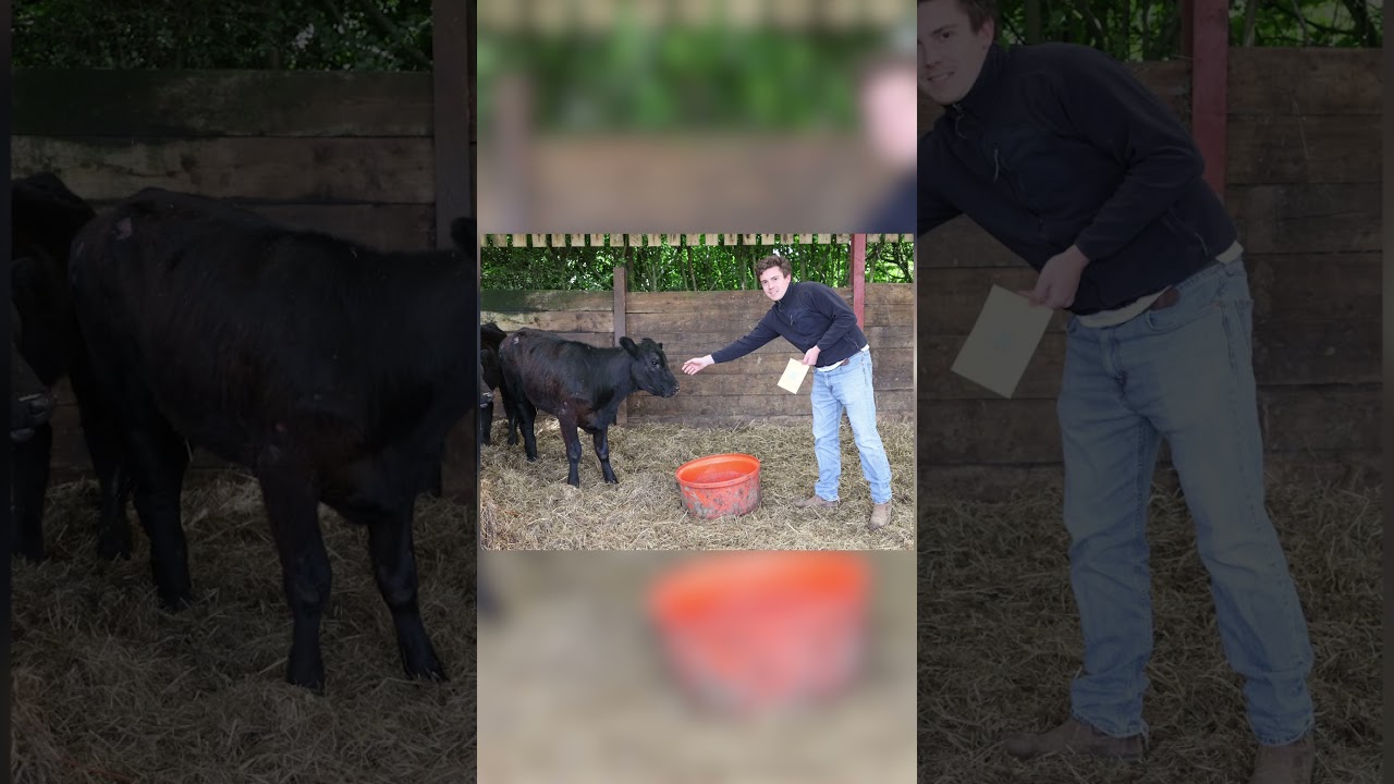 A calf is back on her feet after being rammed twice by a police car