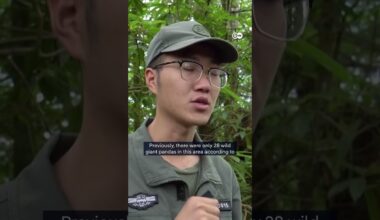 Giant pandas reintroduced into the wild | DW Shorts