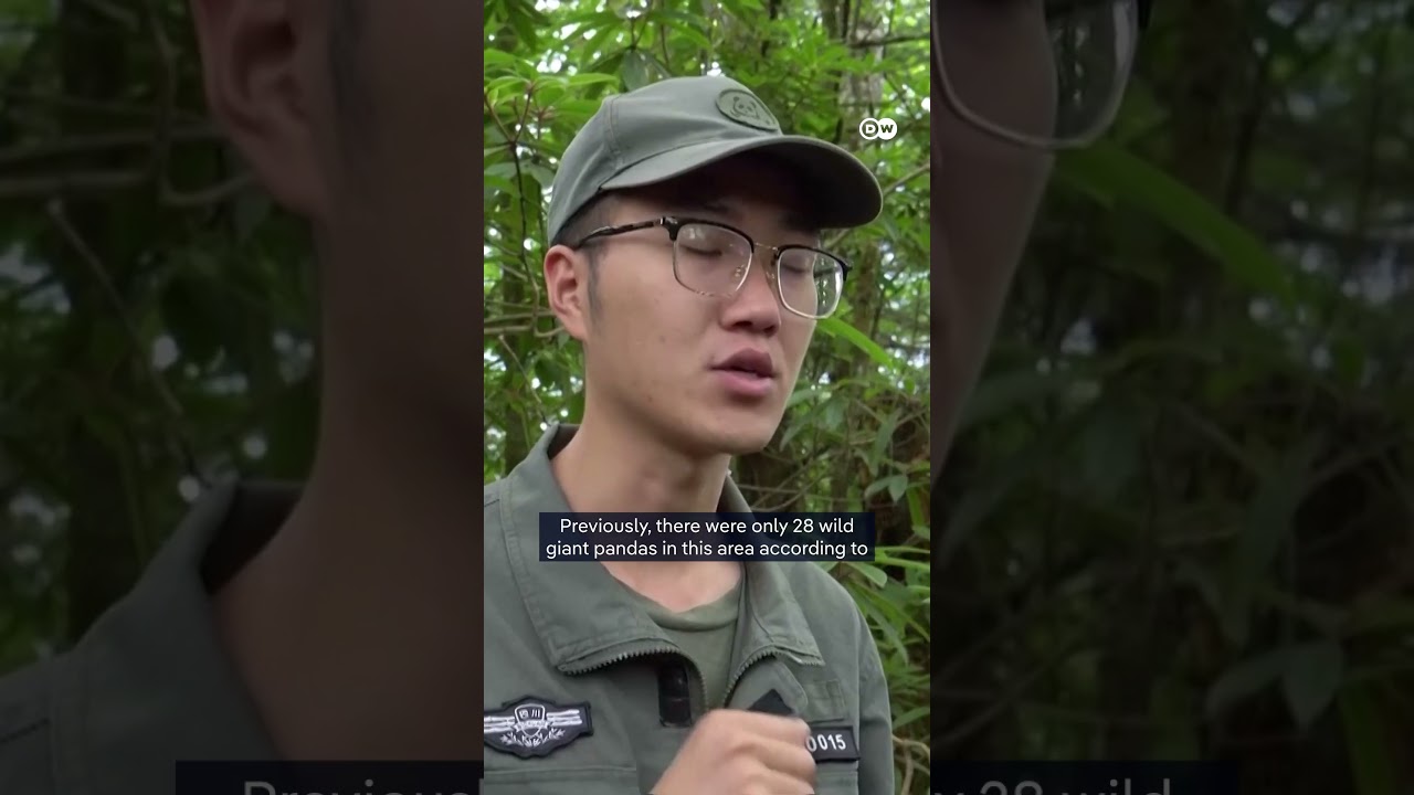 Giant pandas reintroduced into the wild | DW Shorts