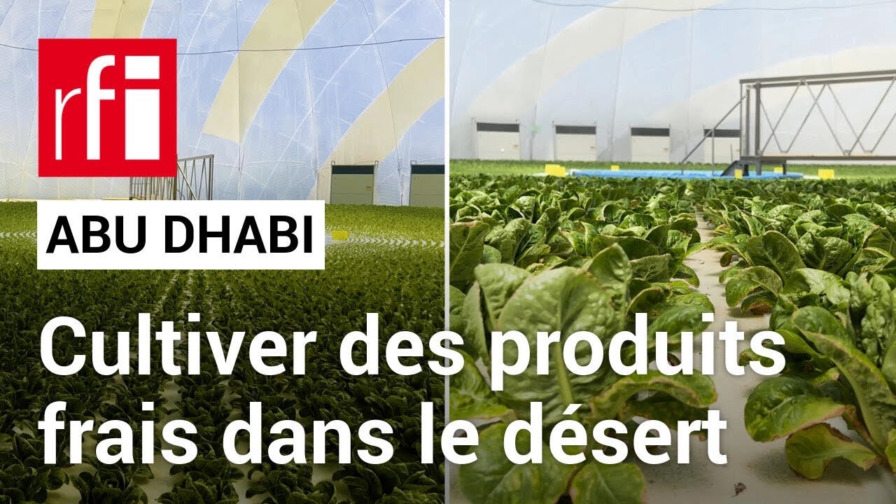 Emirats arabes unis : cultiver des produits frais... dans le désert ! •