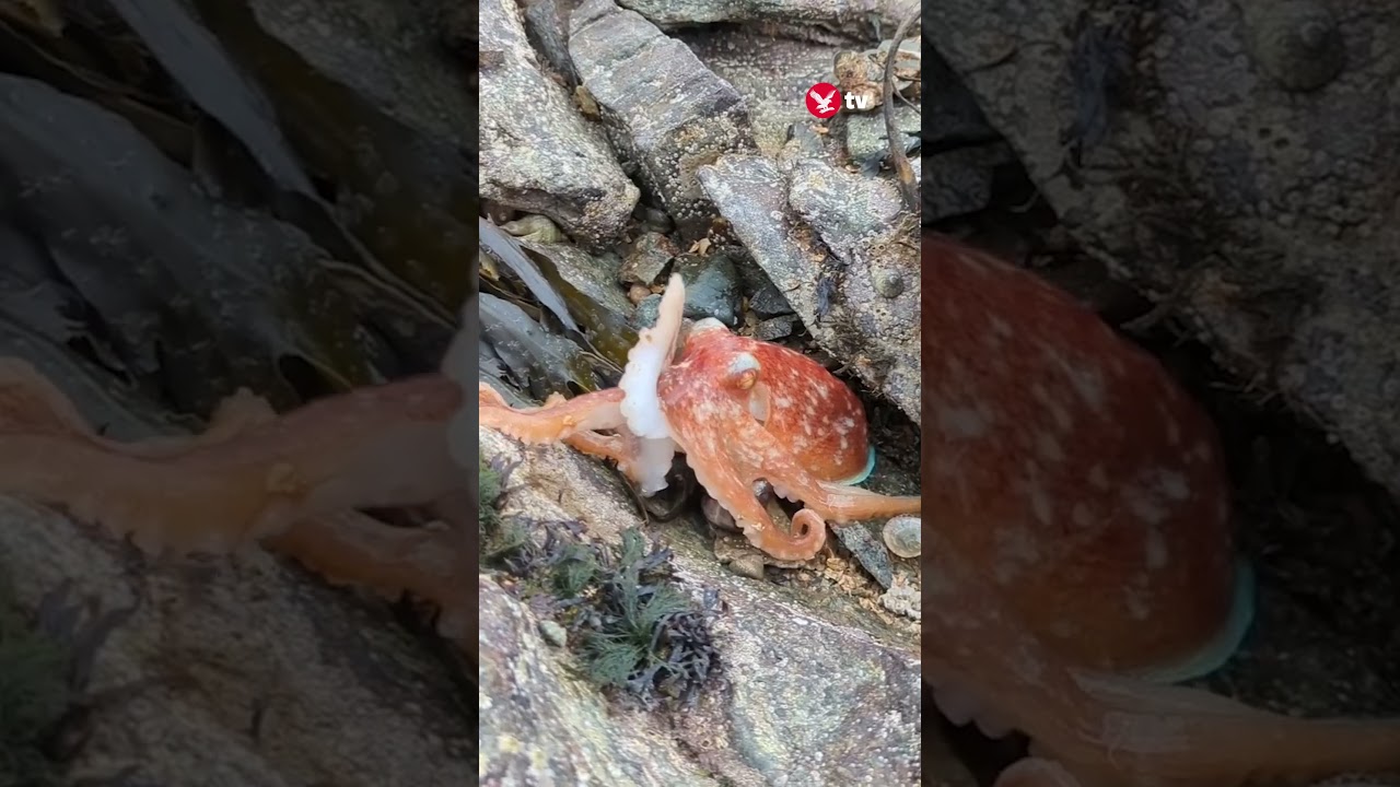 Octopus changes colour on North Wales beach #shorts #news