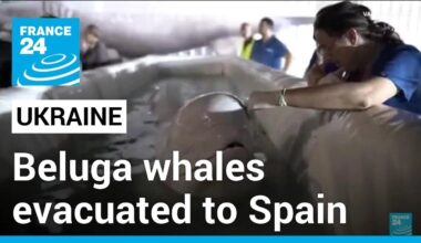 Two beluga whales evacuated to Spain from war-torn Ukraine • FRANCE 24 English