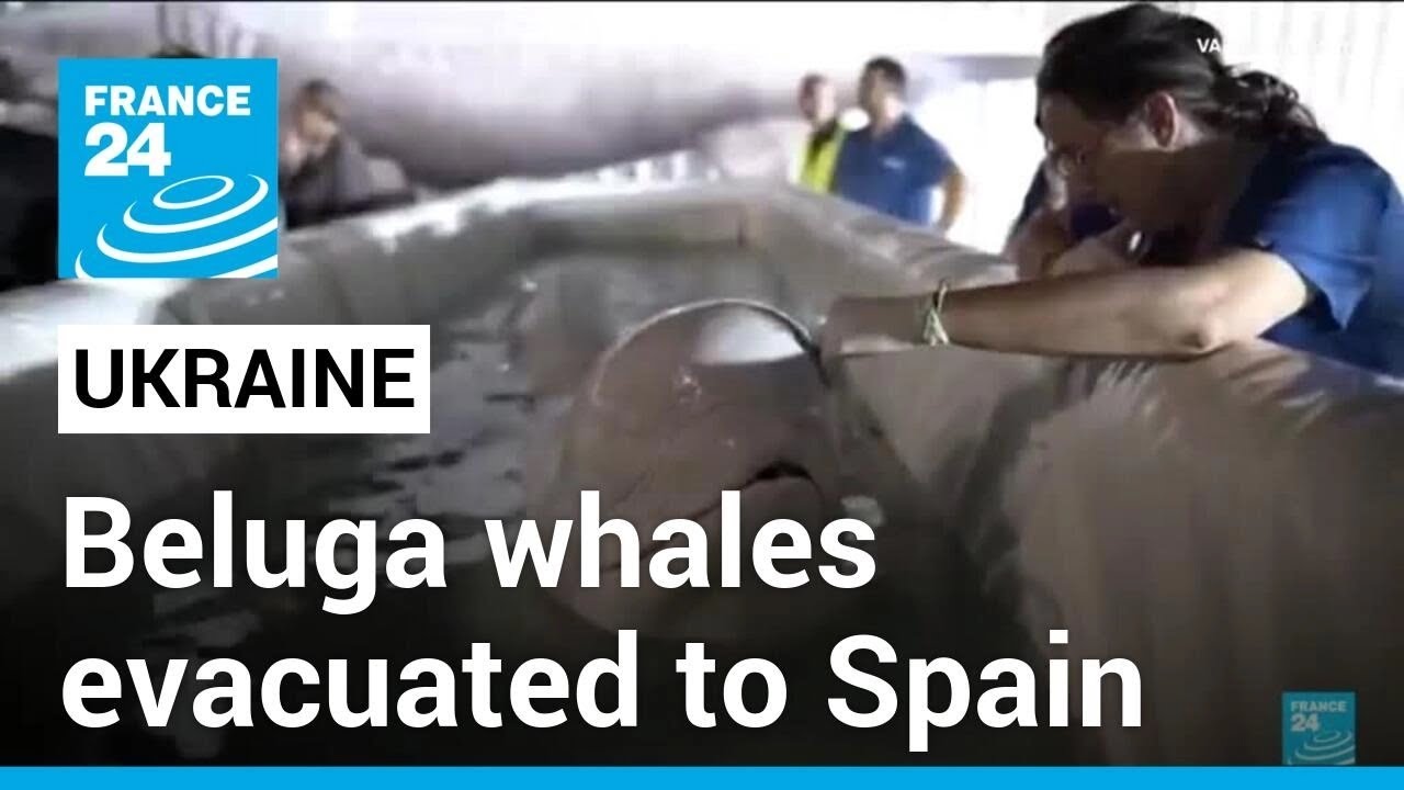 Two beluga whales evacuated to Spain from war-torn Ukraine • FRANCE 24 English