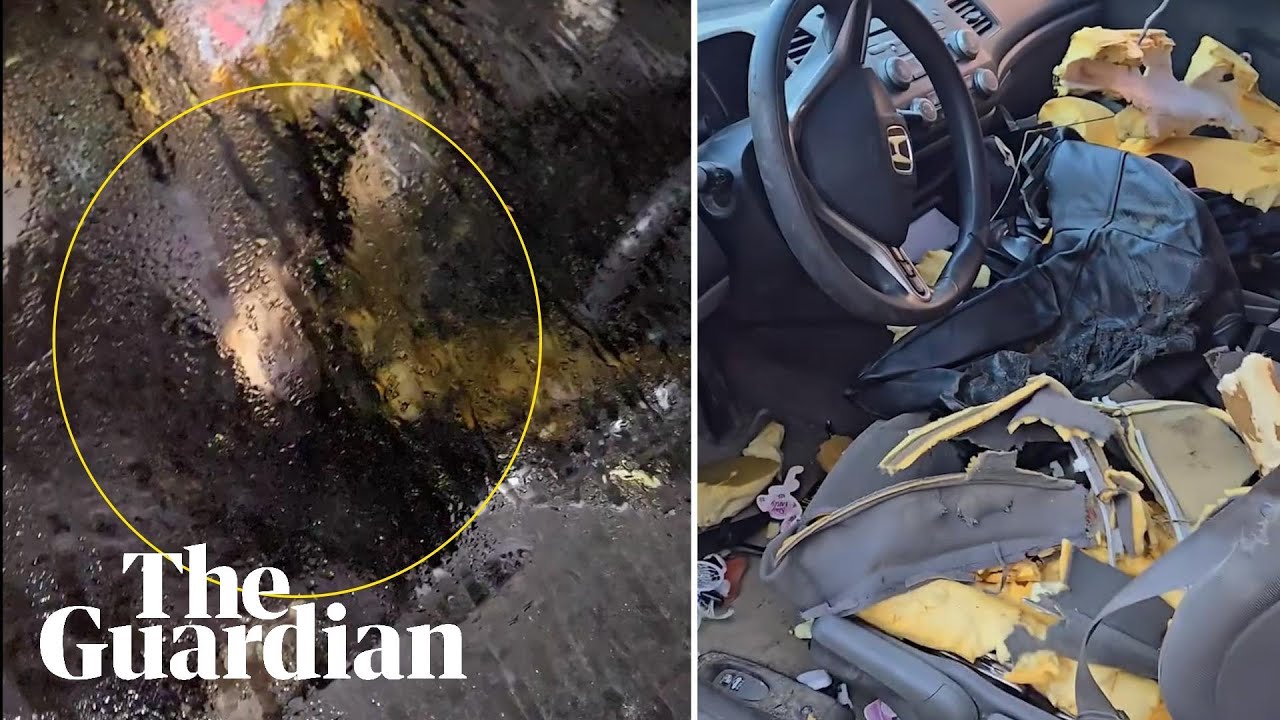 Bear sleeps in car after breaking in