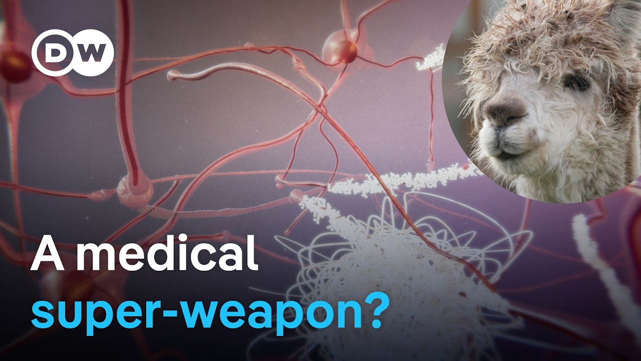 Could the blood of camel species help save us from serious diseases? | DW Documentary