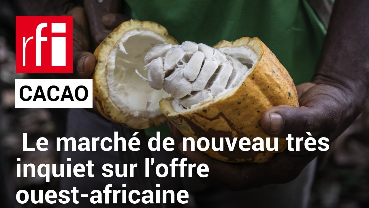 Le marché du cacao de nouveau très inquiet sur l'offre ouest-africaine • RFI