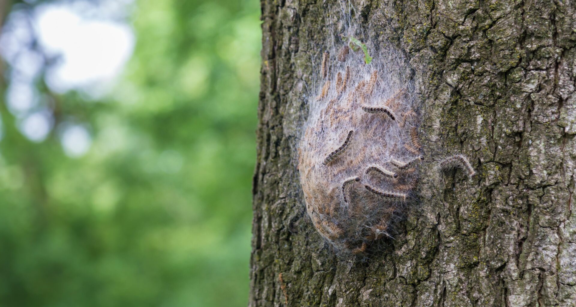 PSA: Oak Processionary Caterpillar can be found all over the country again. Stay clear and report nests you find.