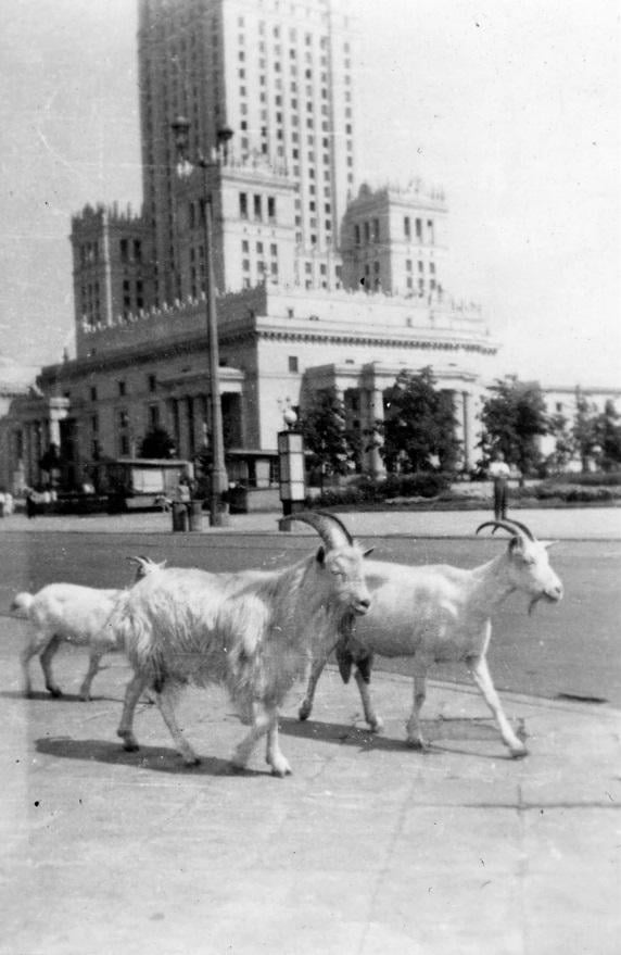 Niedzielne zwiedzanie Warszawy 😉
fot. 1958 r., Stanisław Rosłonek