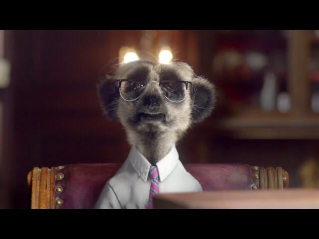 ‘Sergei’ from the popular British ‘Compare The Meerkat” advert stands trial for war crimes today.