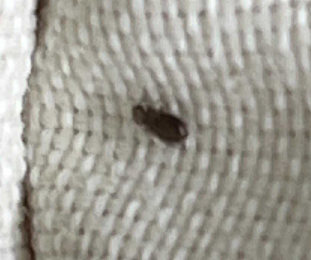 Book lice on balcony? How to get rid of them?