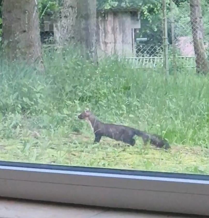 Schleicht mir da ein Marder durch den Garten? 🧐