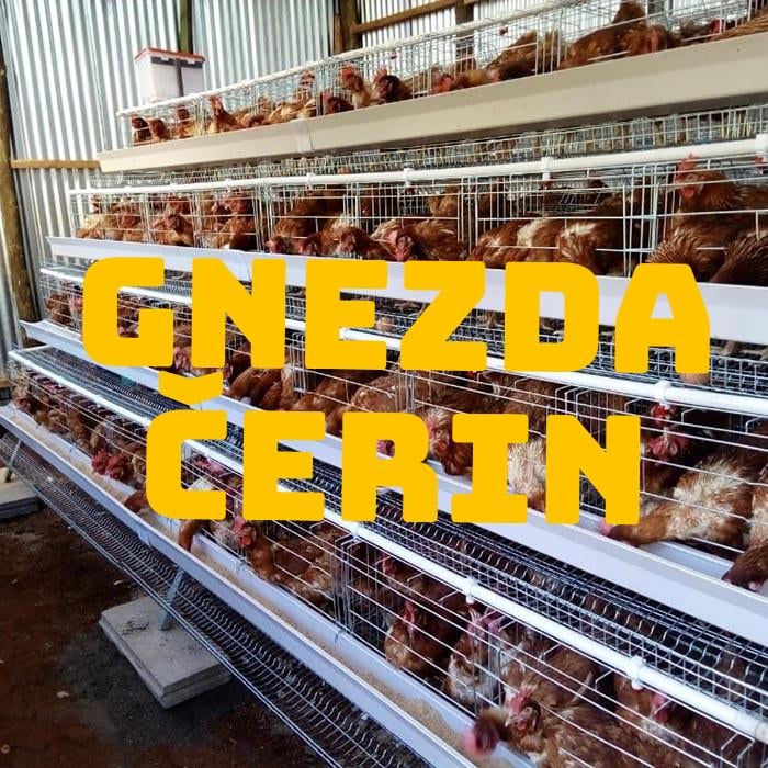 Igralec tekme 💪