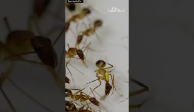Ant carries out life-saving amputation on injured nest mate