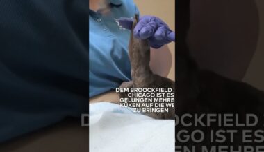 USA: Bilder der Hoffnung! Mehrere Küken von bedrohten Pinguinen geschlüpft I WELT #shorts