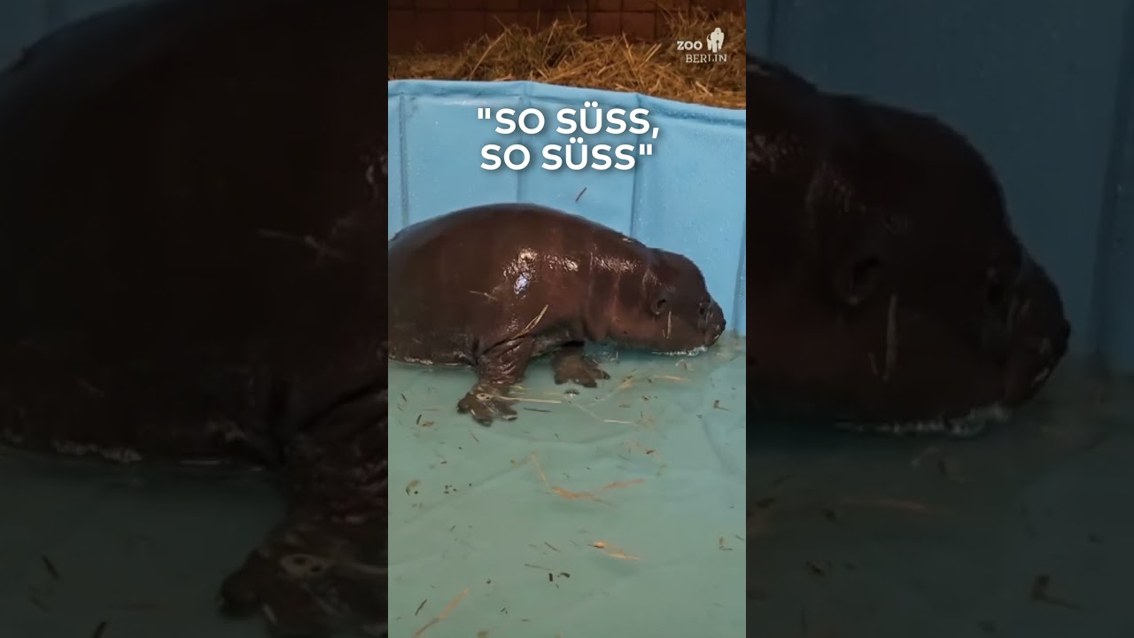 BERLIN: "So süß!" Hippo-Mädchen aus dem Zoo begeistert ganz Deutschland I WELT #shorts