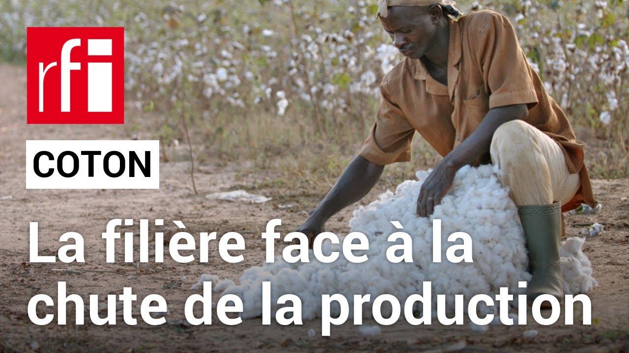 Afrique : remobiliser la filière du coton face aux chutes de production • RFI