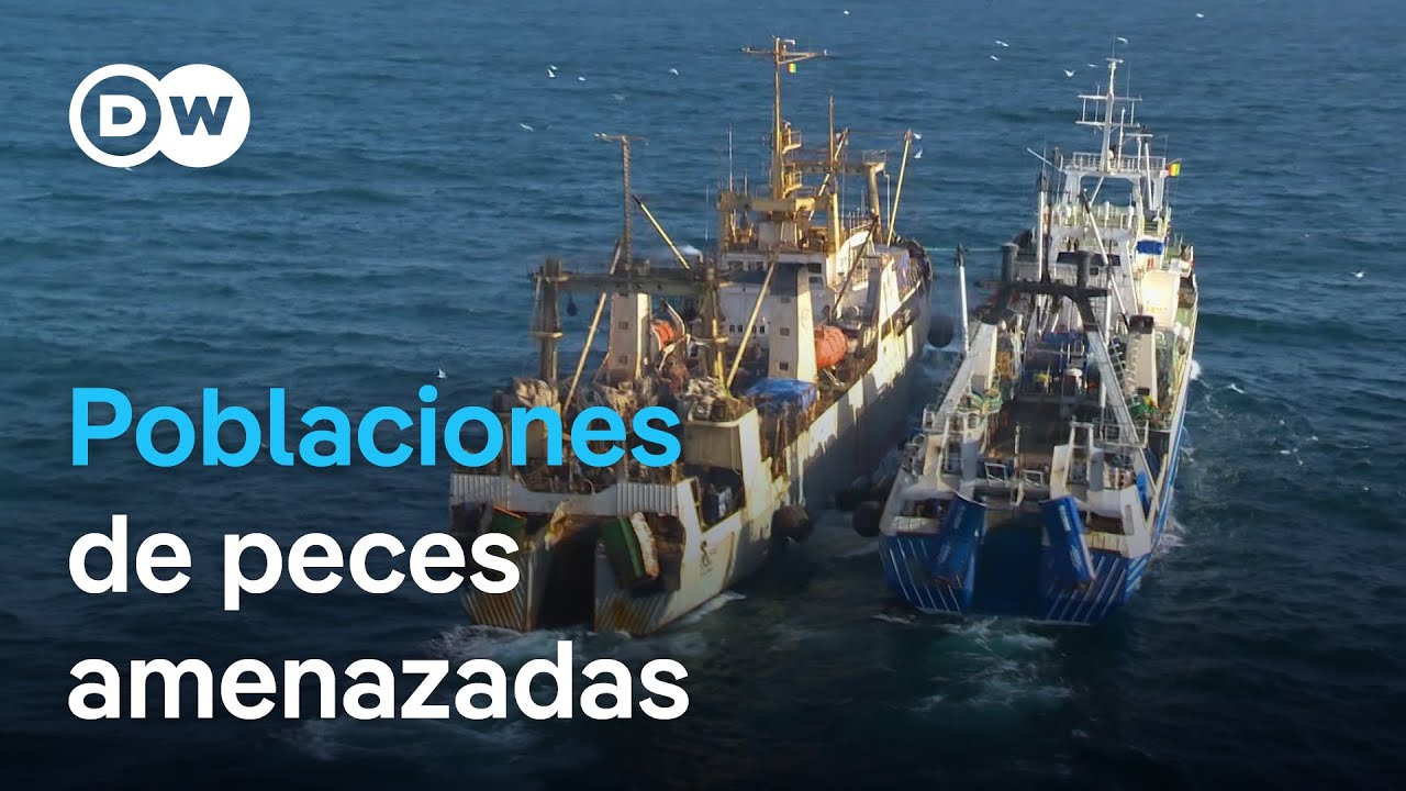 Saqueo en el Atlántico: Sobrepesca y explotación del mar | DW Documental