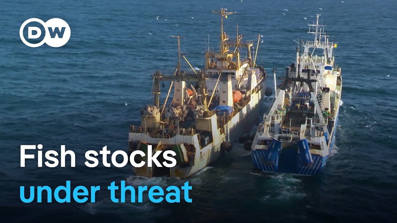Raid on the Atlantic - Overfishing and exploitation of the sea | DW Documentary