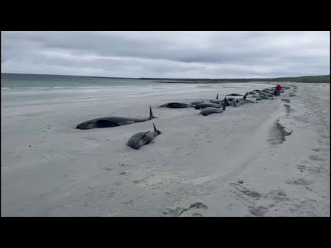 No comment : 77 baleines échouent sur une plage en Ecosse | euronews 🇫🇷
