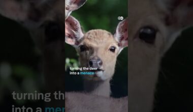 South Korean island hit by deer plague | DW News