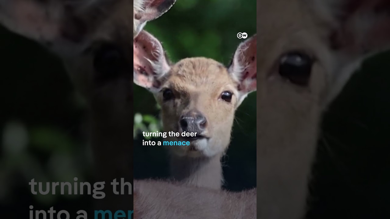 South Korean island hit by deer plague | DW News