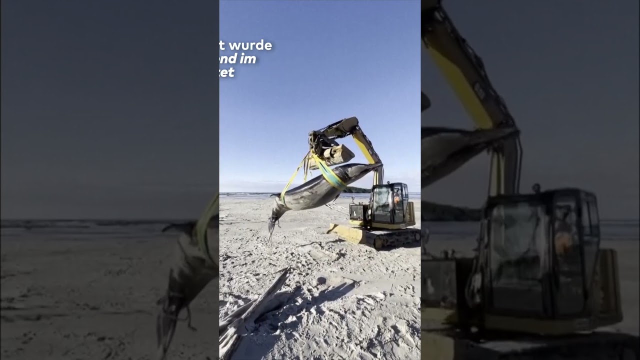 NEUSEELAND: Sensation! Seltener Wal an Strand - Bahamonde-Schnabelwal I WELT #shorts