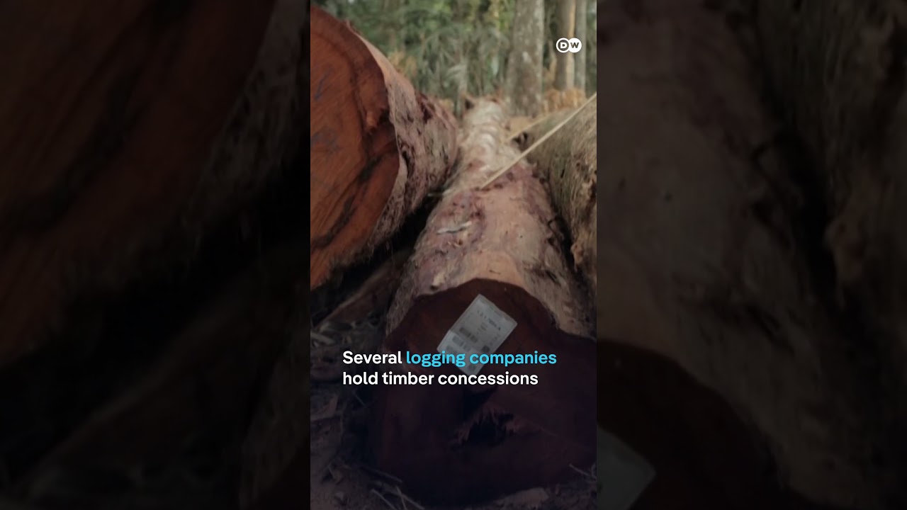 Uncontacted tribe sighted in the Amazon | DW News