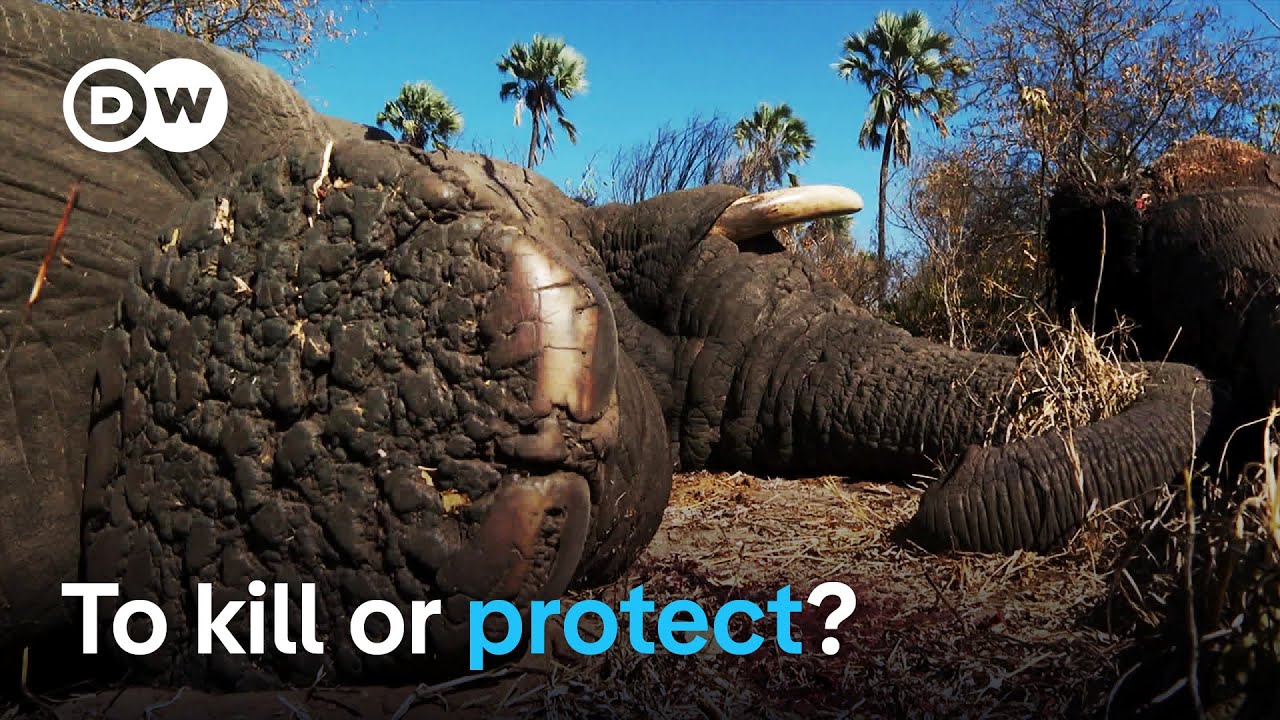 Botswana's elephant conundrum | DW Documentary