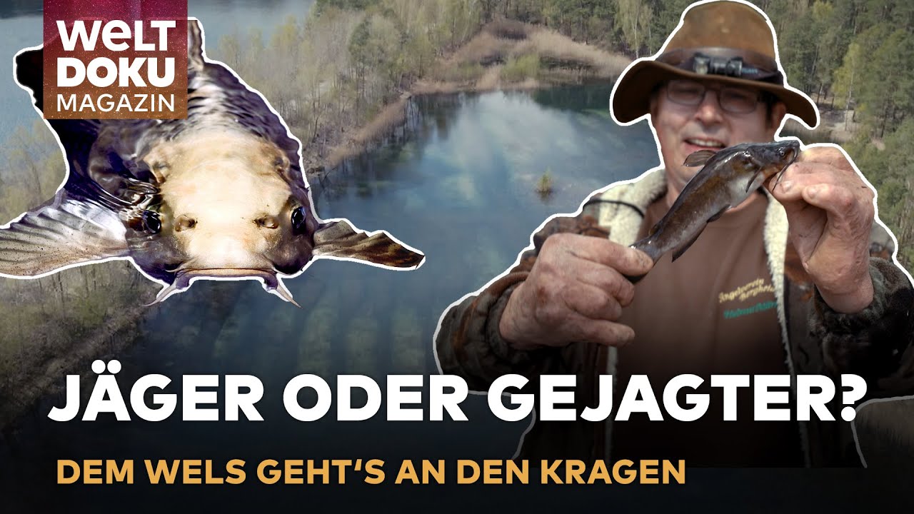 Zwergwelse erobern Brandenburg: So machen Angler jetzt Jagd auf den invasiven Fisch | WELT Magazin