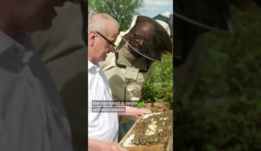 Yared kommt rum: Honigschlecken in Grambow #shorts #yared #mv #bienen #ndr