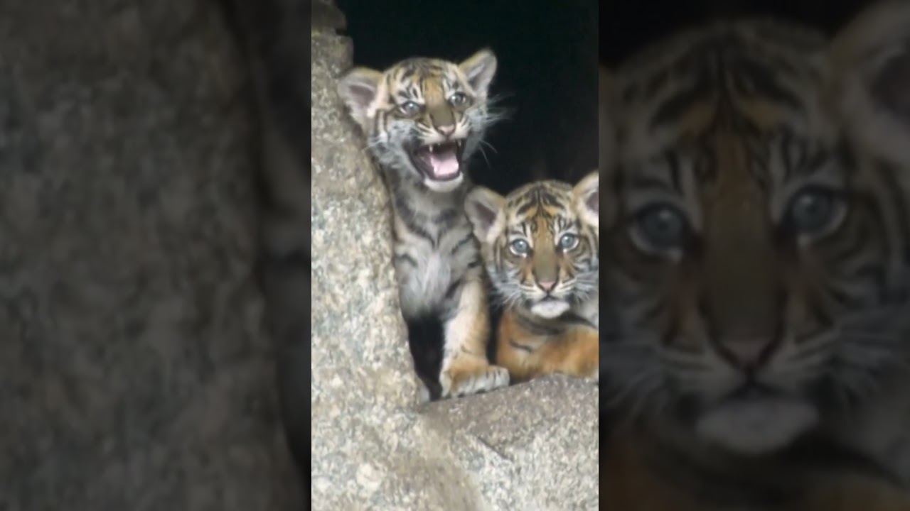 BERLIN: Süße Sumatra-Tigerbabies im Tierpark! Vom Aussterben bedroht | WELT #shorts