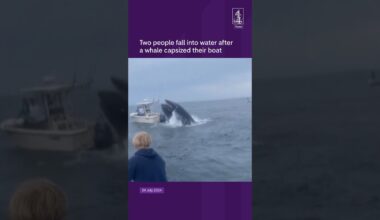 Whale throws two people into water