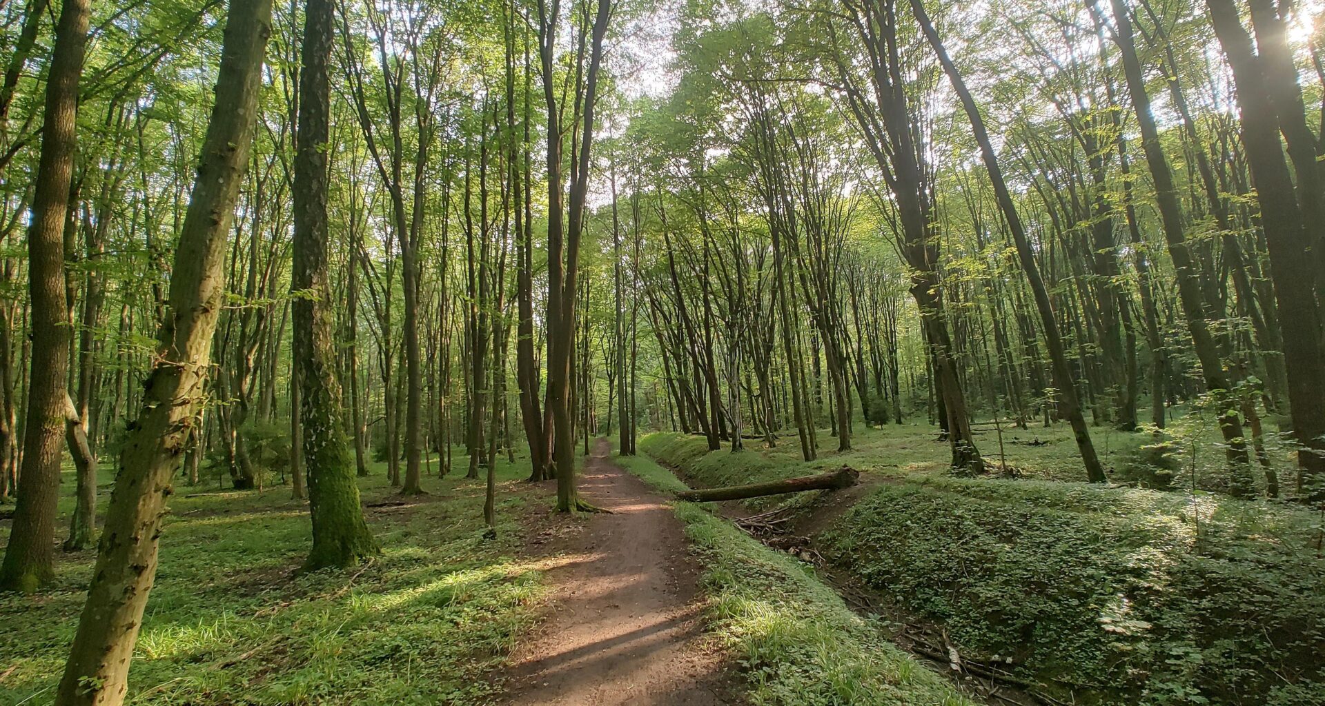 Las Zwierzyniecki, Białystok