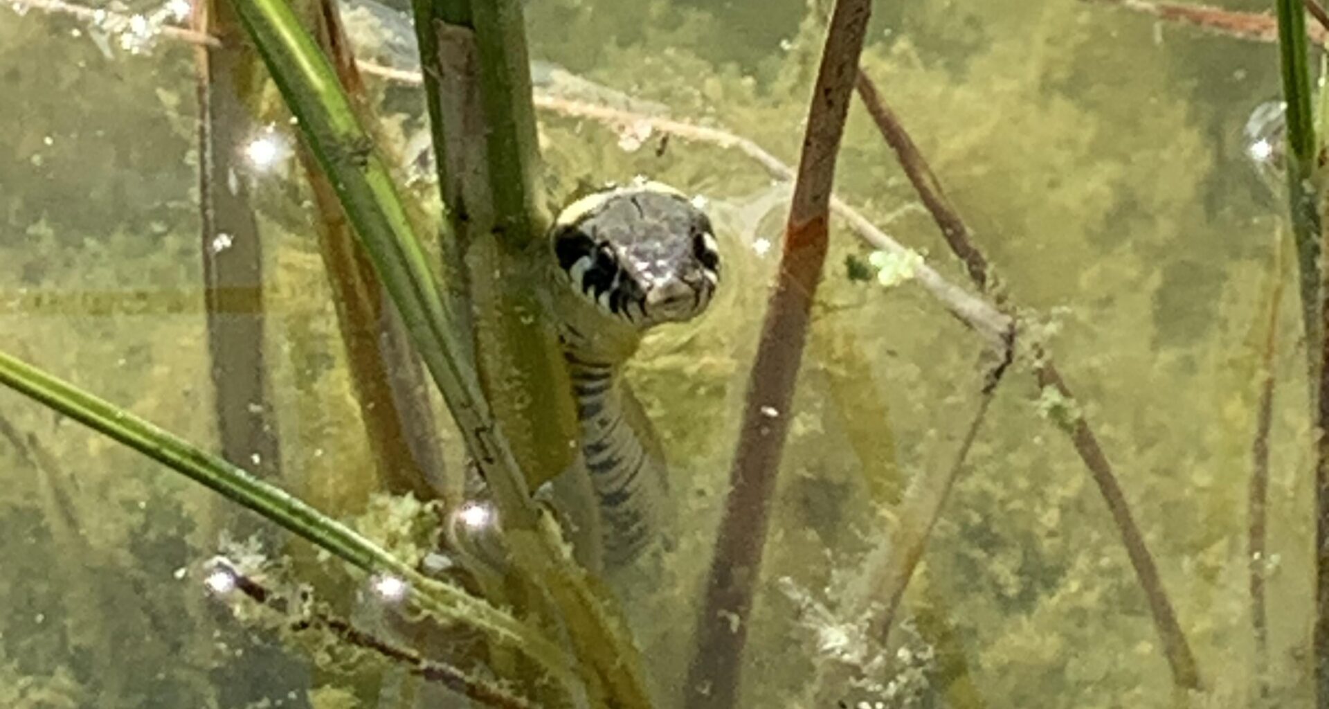 Die Ringelnatter(Natrix natrix) an unserem Gartenteich. Adultes Weibchen, ca 1m Länge.