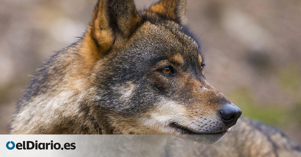 La Justicia de la UE veta la ley de Castilla y León que autoriza cazar lobos: "Su estado de conservación es desfavorable"