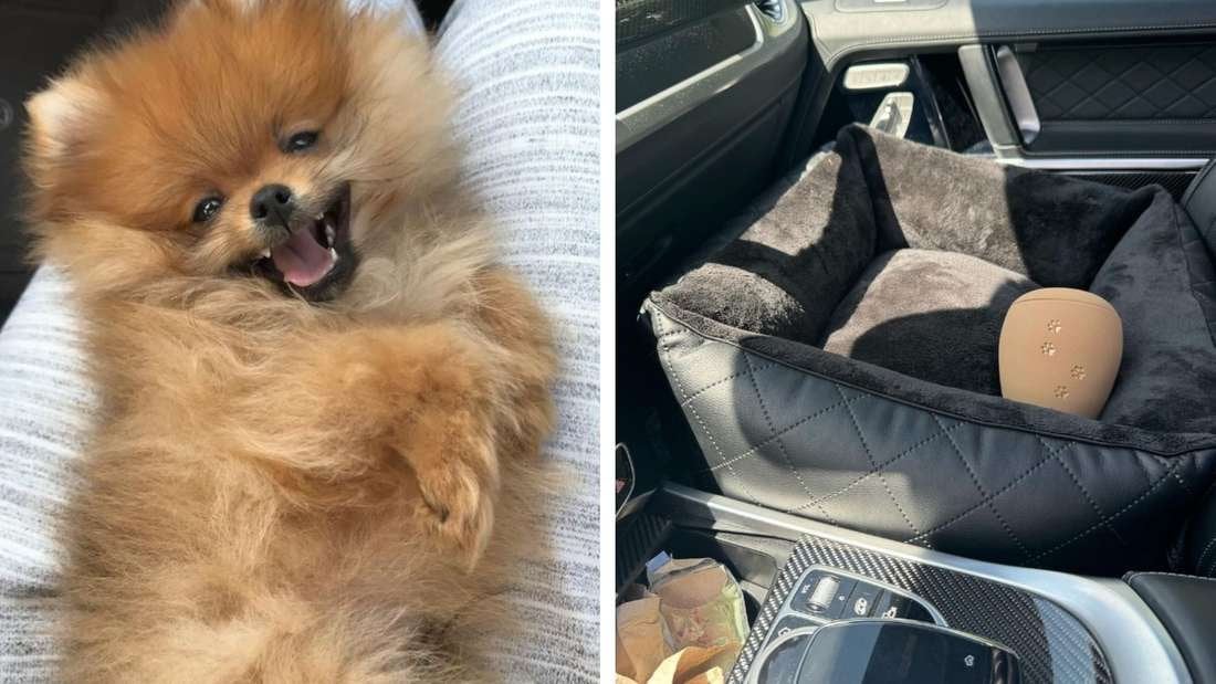Davie Selke (HSV) trauert um Hund Samy: Drama um Zwergspitz begann im Auto