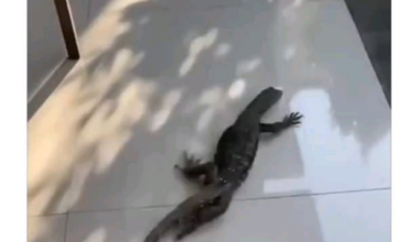 Jeremy Doku skills [shitpost]
