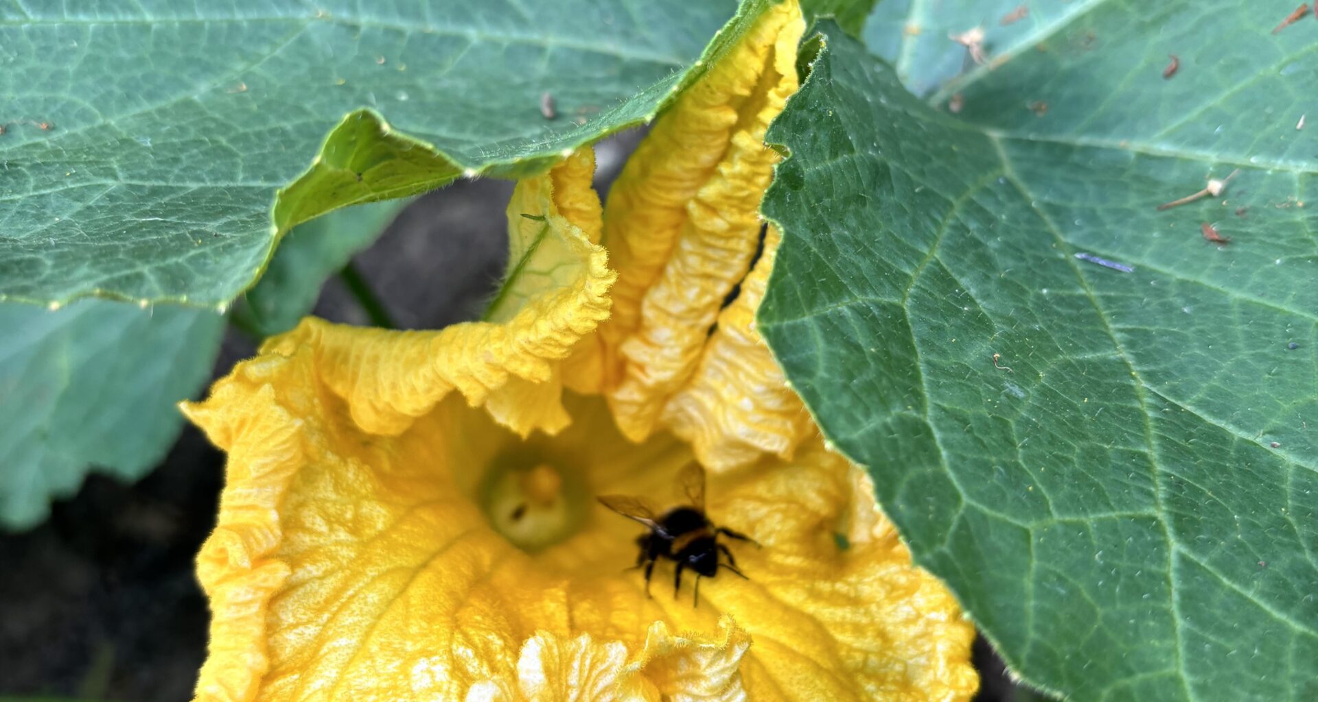 Kürbisblüte 🐝